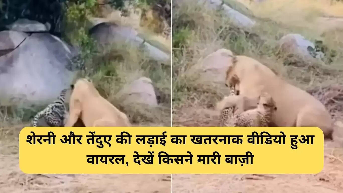 शेरनी और तेंदुए की खतरनाक भिड़ंत का वायरल वीडियो