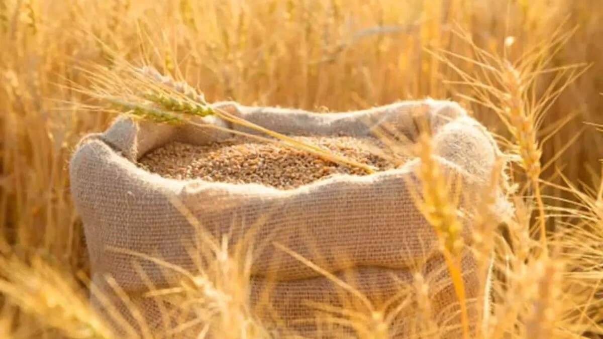मध्य प्रदेश में नई गेहूं की किस्में: कम पानी में अधिक उपज