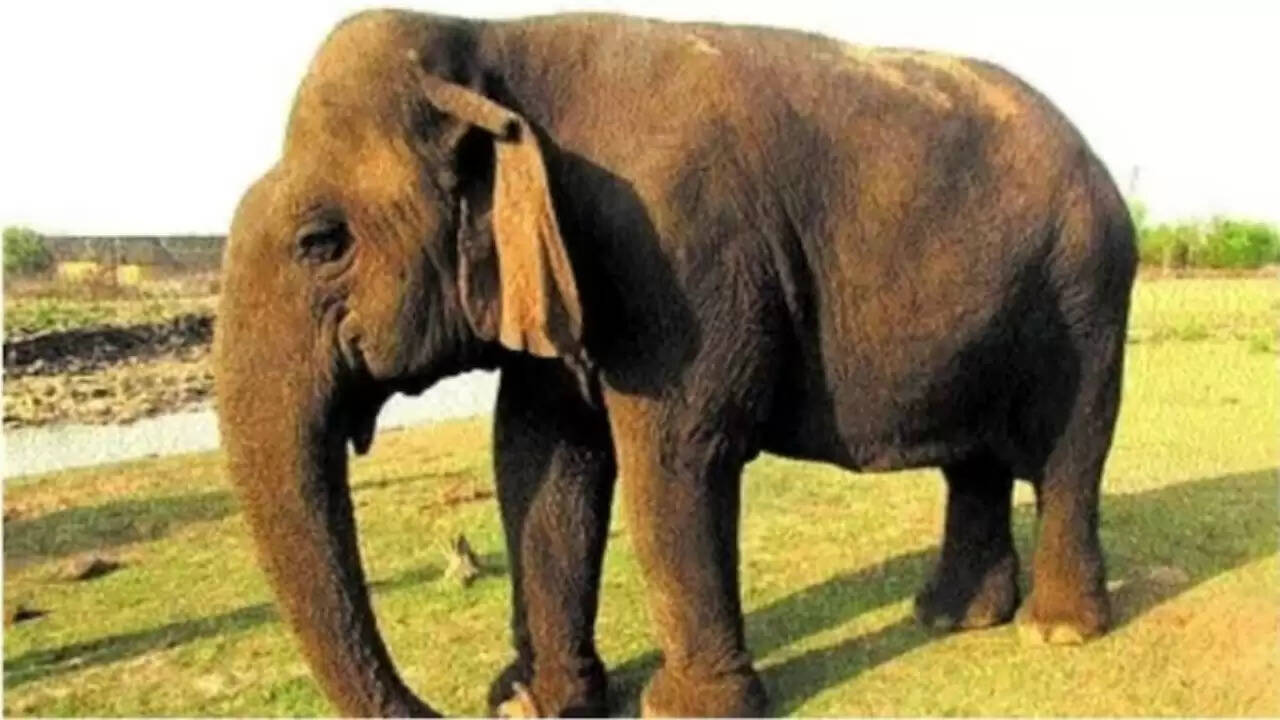 पन्ना टाइगर रिजर्व में वत्सला हाथी का निधन, 100 साल की उम्र में मिली शांति