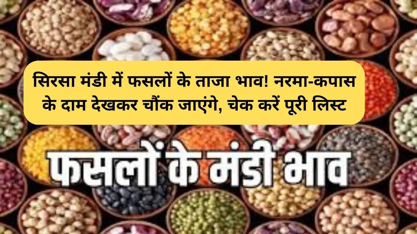 सिरसा मंडी में फसलों के ताजा भाव: जानें कपास और अन्य फसलों की कीमतें