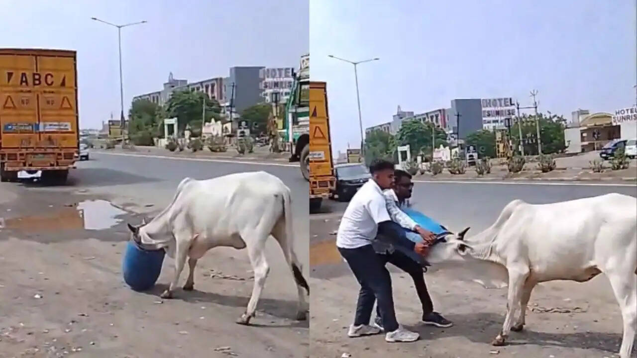 गाय की जान बचाने वाले लोगों की संवेदनशीलता का वायरल वीडियो