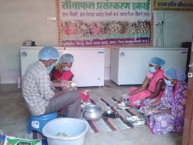 मप्र में सिवनी का सीताफल बना महिलाओं की तरक्की का माध्यम, रबड़ी और पल्प की देशभर में बढ़ी मांग