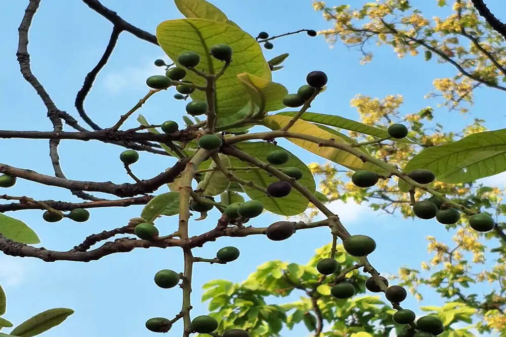 चिरौंजी: स्वाद और सेहत का अनमोल स्रोत
