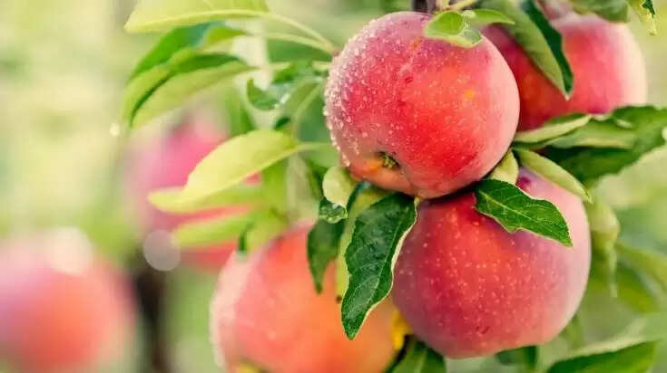 सेब का सेवन: स्वास्थ्य के लिए एक सरल उपाय