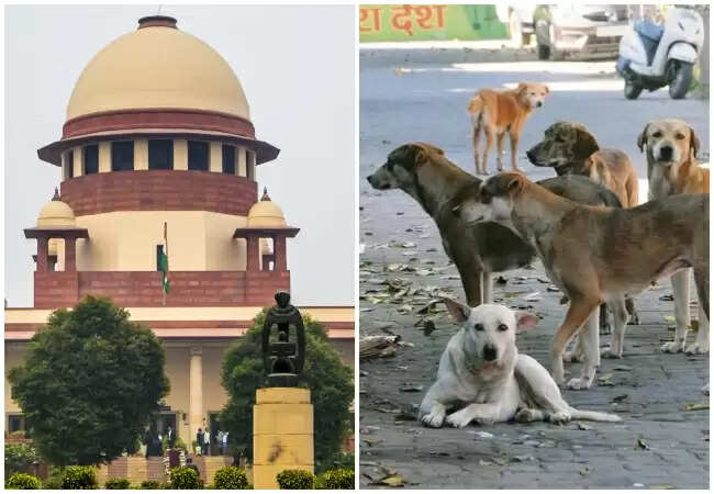 सुप्रीम कोर्ट ने आवारा कुत्तों के मामले में सुनवाई की, स्थानीय अधिकारियों की जिम्मेदारी पर उठाए सवाल
