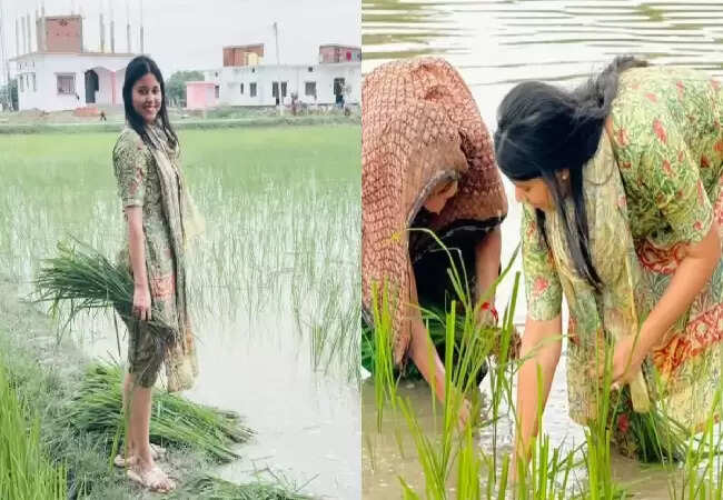 समाजवादी सांसद प्रिया सरोज का धान रोपाई का वीडियो हुआ वायरल
