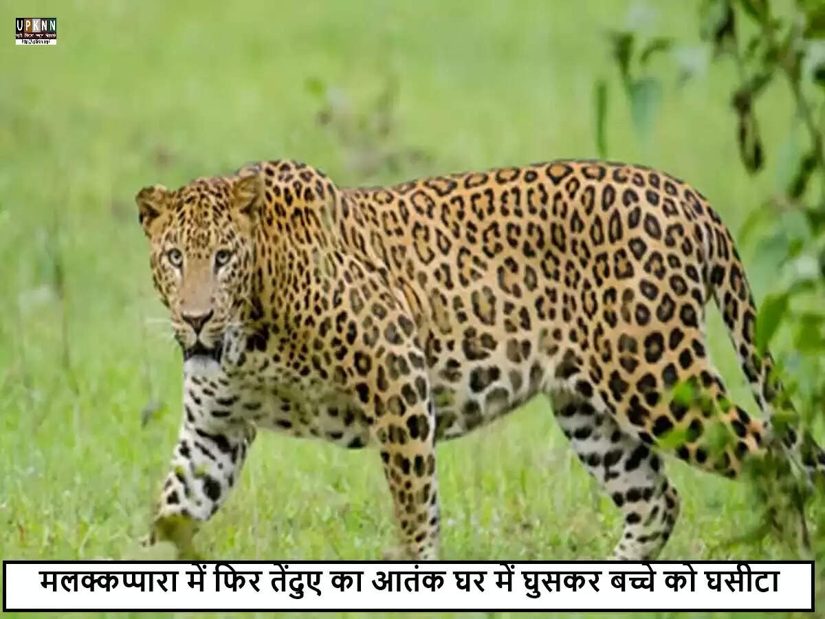 केरल में तेंदुए के हमले से चार साल का बच्चा घायल, पिता ने दिखाई बहादुरी