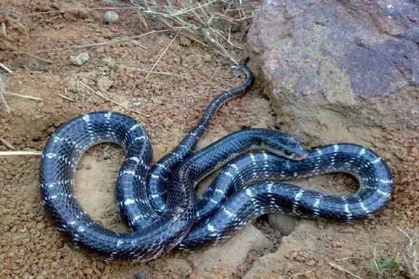 सांप अपनी पूंछ क्यों खाते हैं? वैज्ञानिकों ने दी जानकारी