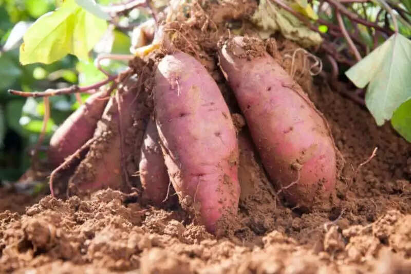 शकरकंद के पत्तों की चाय: स्वास्थ्य के लिए अद्भुत लाभ