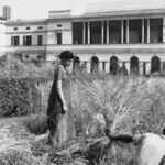 इंदिरा गांधी: खाद्य आत्मनिर्भरता की प्रेरणा