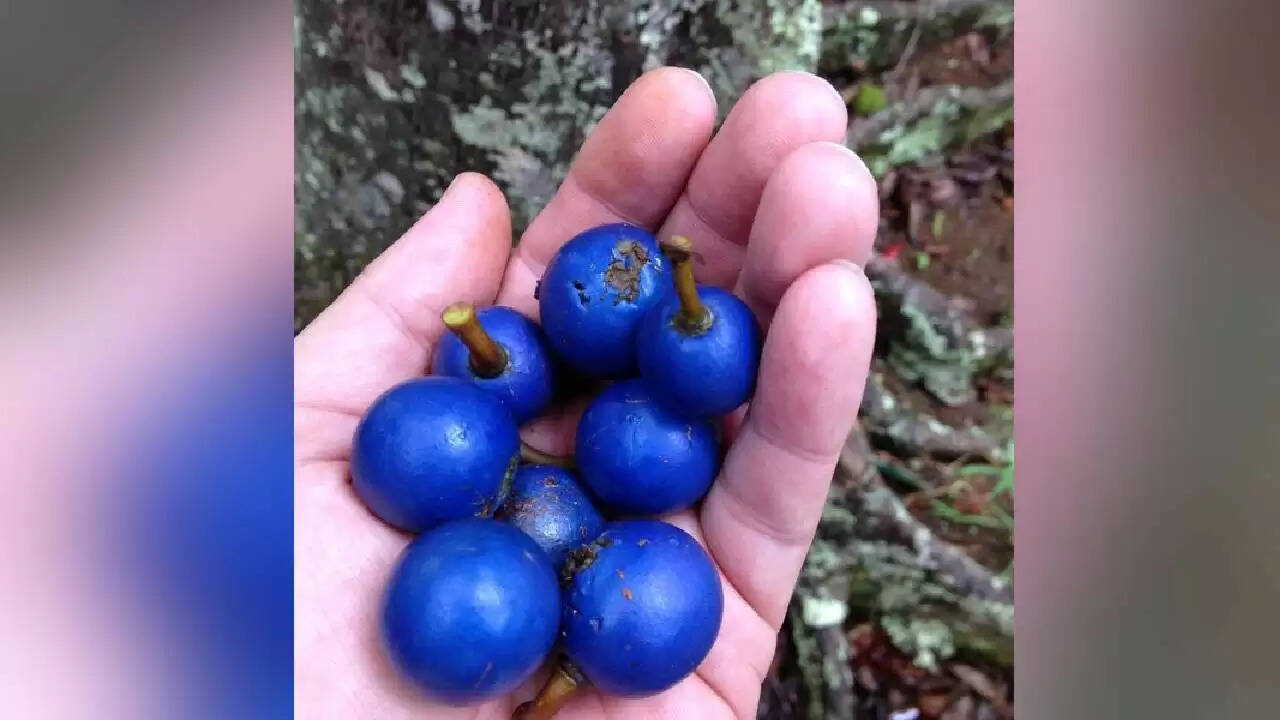 ब्लू क्वानडॉन्ग: प्रकृति का अनोखा नीला फल