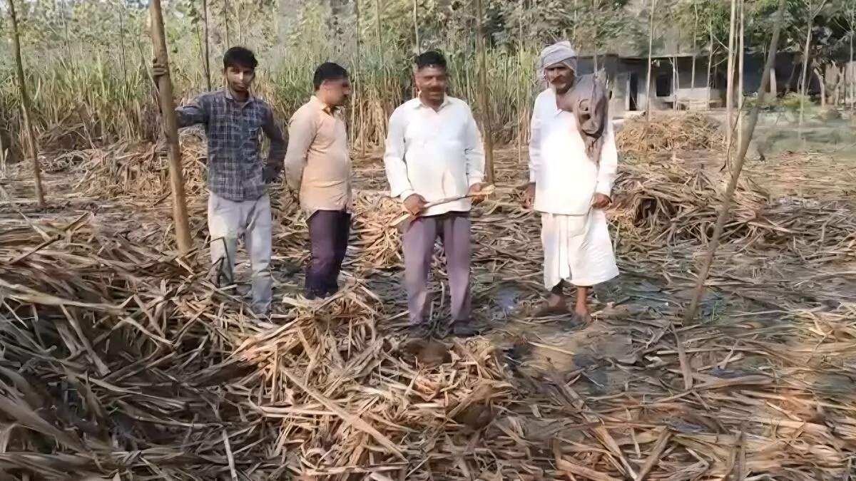 यमुनानगर में जंगली हाथियों का फसल पर हमला, किसान परेशान