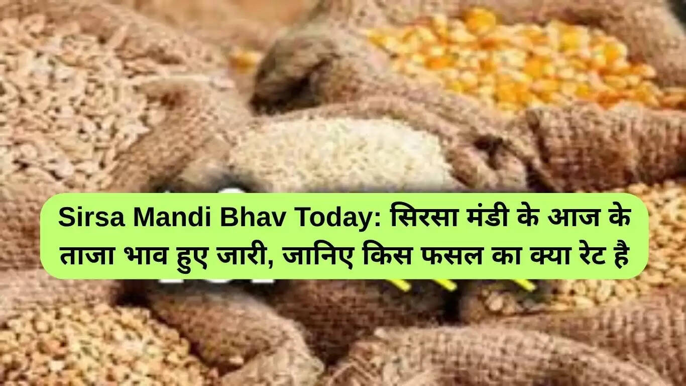 सिरसा मंडी भाव: 19 जून 2025 के ताजा फसल रेट्स