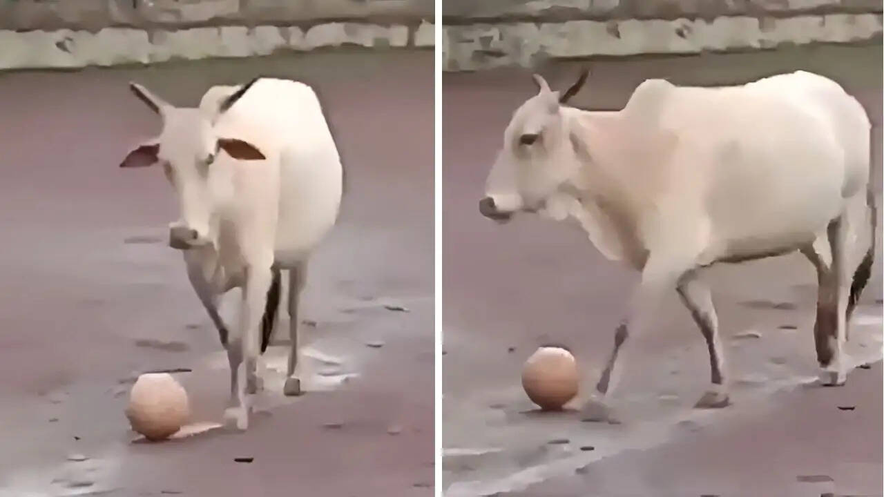 फुटबॉल मैच में गाय का अनोखा प्रवेश: सोशल मीडिया पर छाया वीडियो