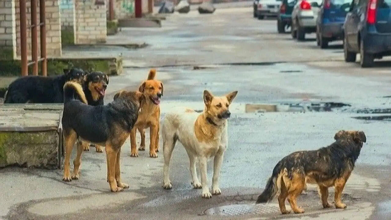 मंडला में कुत्तों के प्रजनन अंगों की बरामदगी से धोखाधड़ी का मामला उजागर