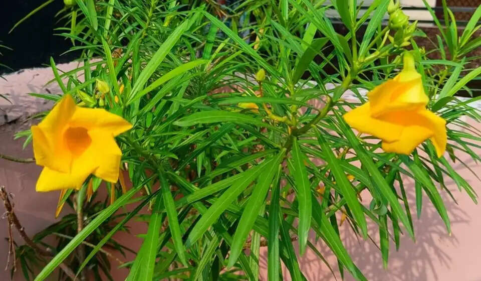 कनेर के औषधीय गुण और स्वास्थ्य लाभ