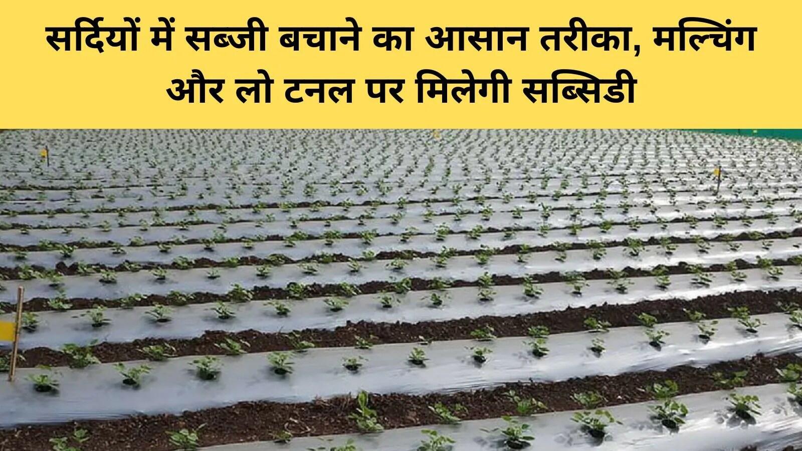 हरियाणा में सर्दियों में सब्जियों की सुरक्षा के लिए नई योजना