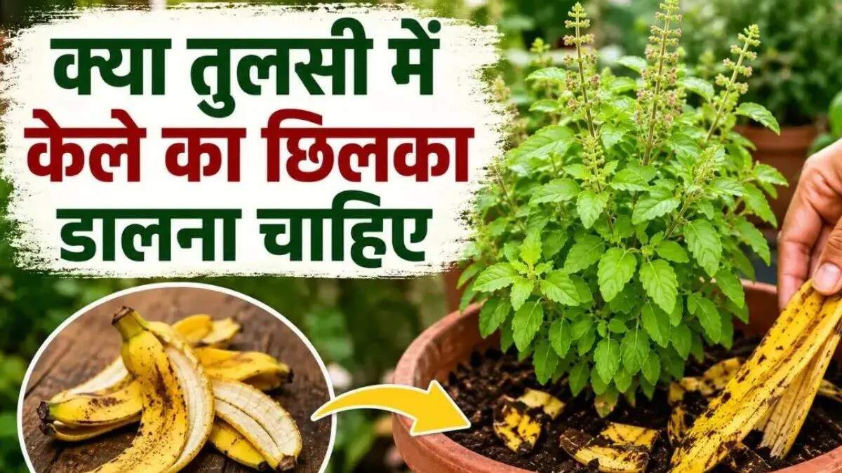 तुलसी की देखभाल के लिए केले के छिलके का उपयोग