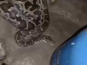 हरियाणा में मारकंडा और यमुना नदियों का उफान, स्कूल बंद और एसडीआरएफ तैनात