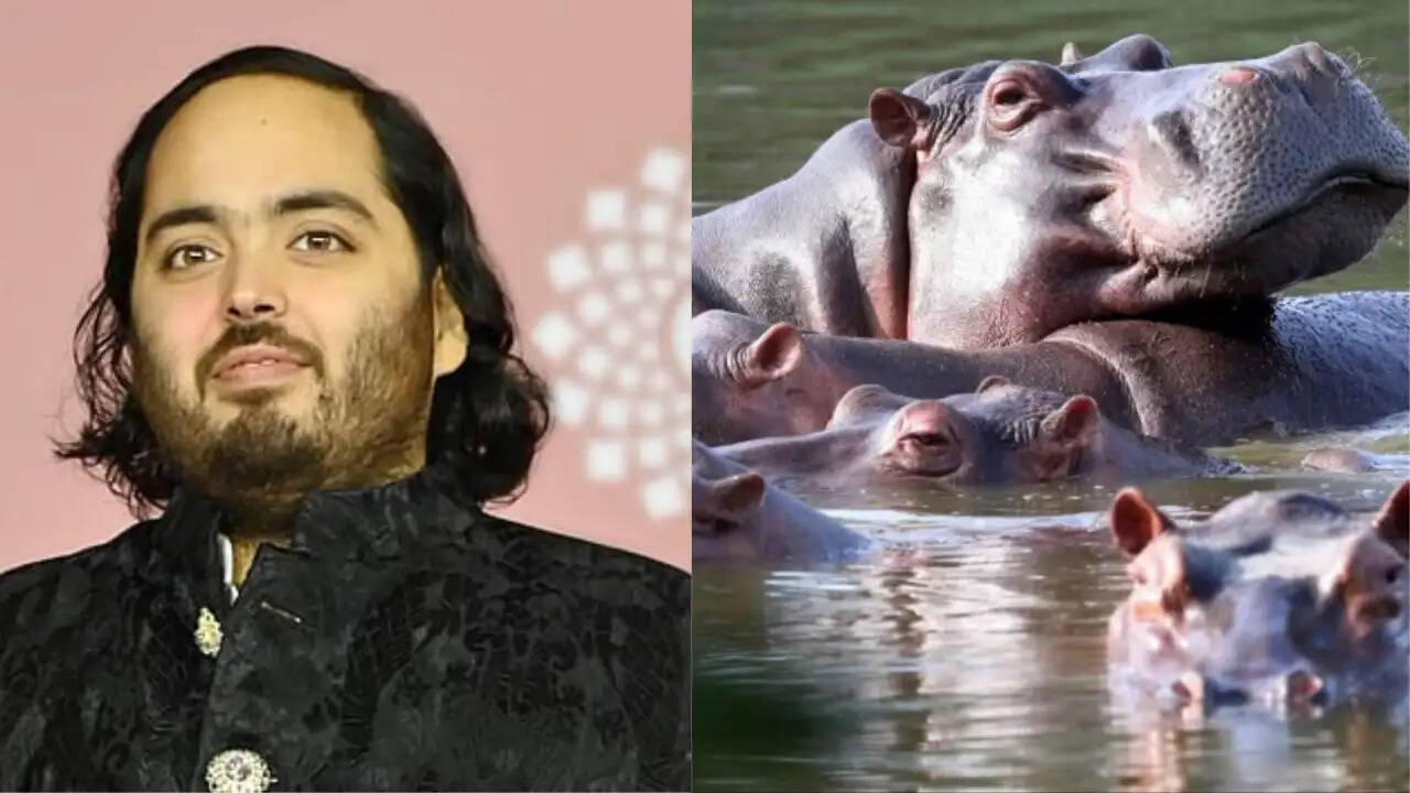 कोलंबिया में हिप्पो संकट: अनंत अंबानी का मानवीय प्रस्ताव