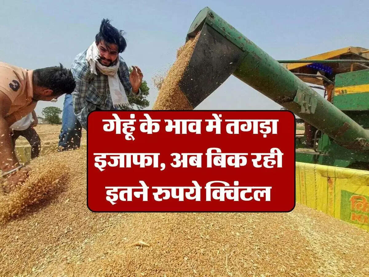 गेहूं के दाम में तेजी, किसानों को मिल रहा अधिक लाभ