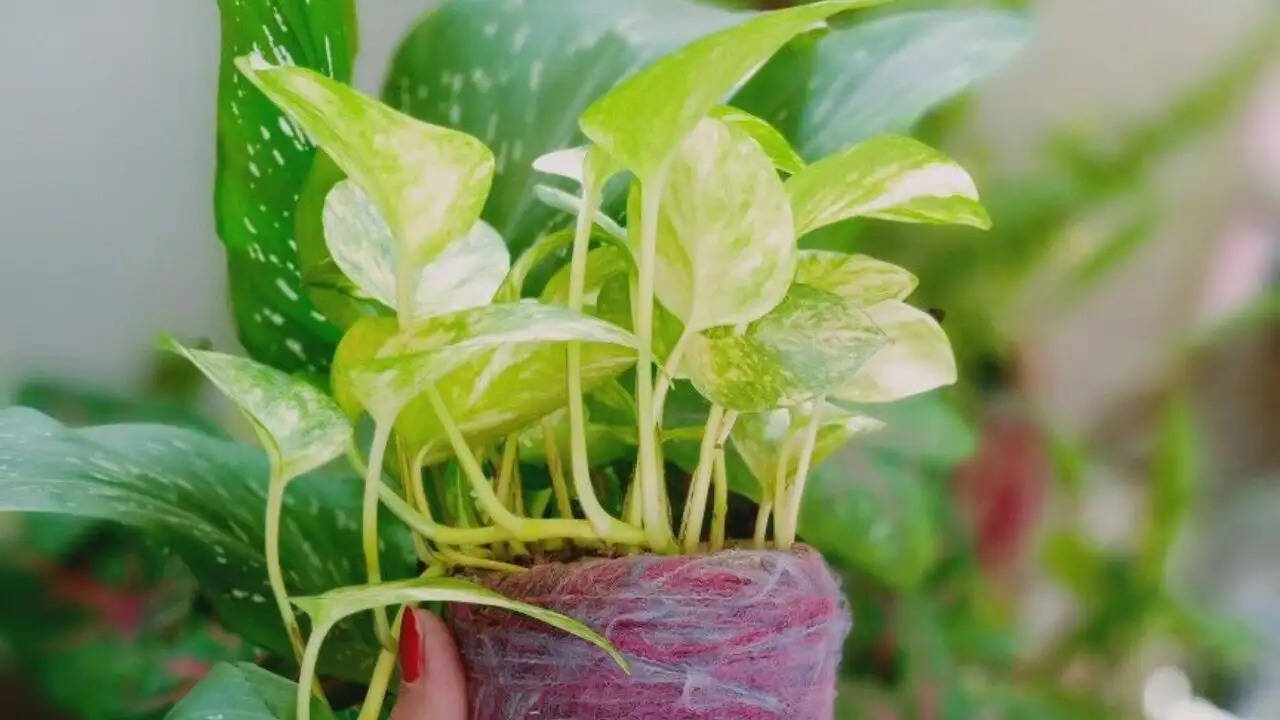 गर्मी में मनी प्लांट की देखभाल के आसान तरीके