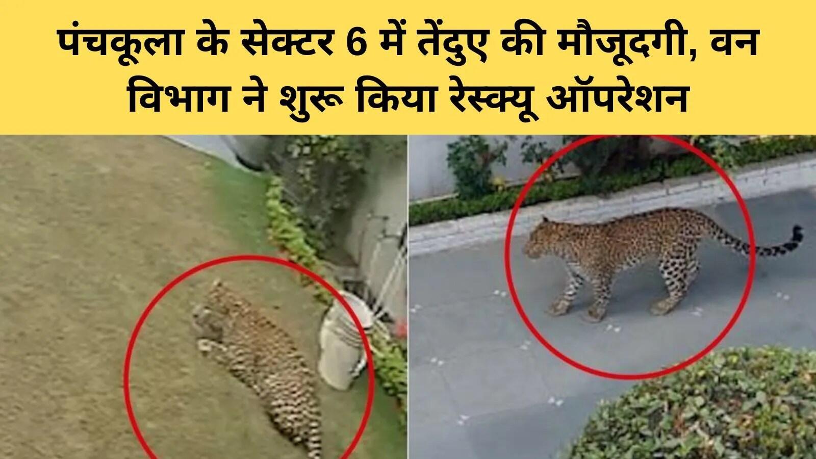 पंचकूला में तेंदुए की मौजूदगी से हड़कंप, प्रशासन ने जारी किए सुरक्षा निर्देश