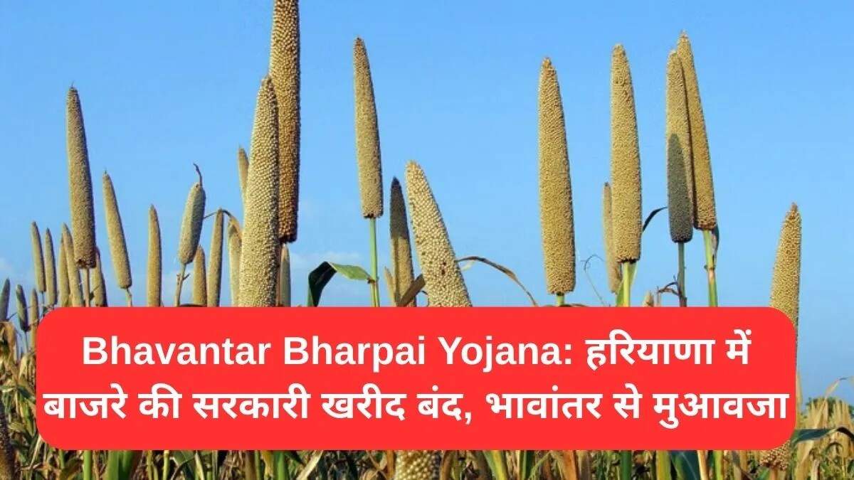 हरियाणा में बाजरा किसानों के लिए नई चुनौतियाँ: भावांतर योजना का लाभ सीमित