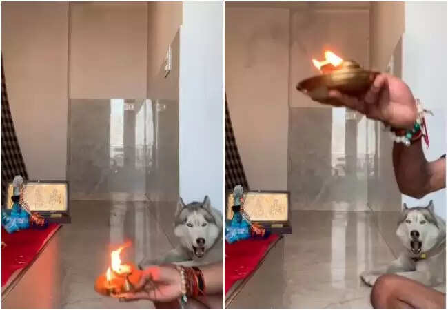 हस्की का अनोखा आरती रिएक्शन, सोशल मीडिया पर वायरल वीडियो