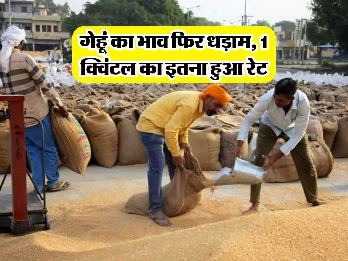 गेहूं के दामों में गिरावट: मंडियों में बदलाव और किसानों की चिंता