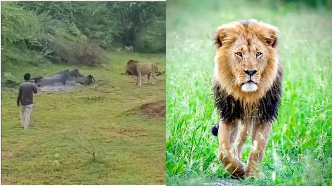गुजरात में युवक ने शेर के पास जाकर बनाई वीडियो, जानें क्यों है यह खतरनाक?
