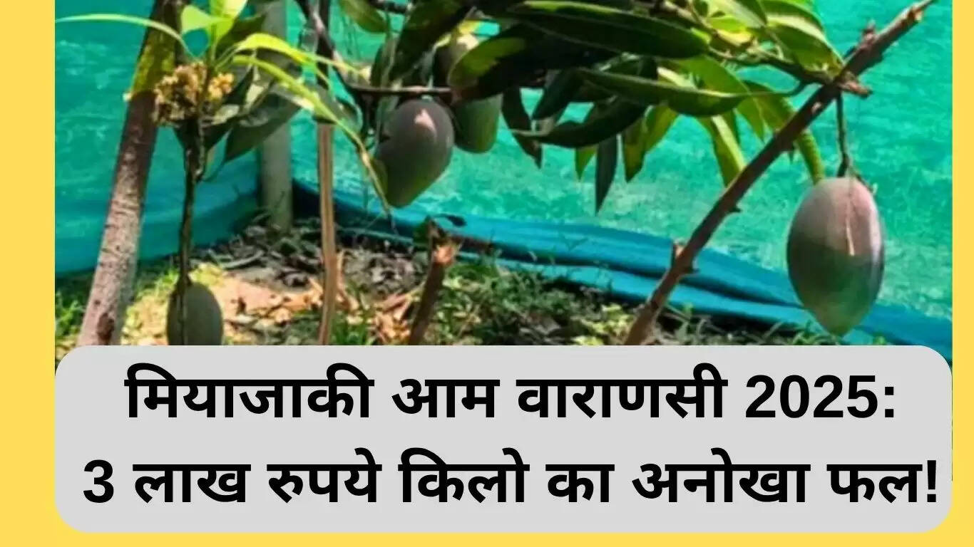 मियाजाकी आम: वाराणसी का अनोखा फल जो बन गया करोड़ों का