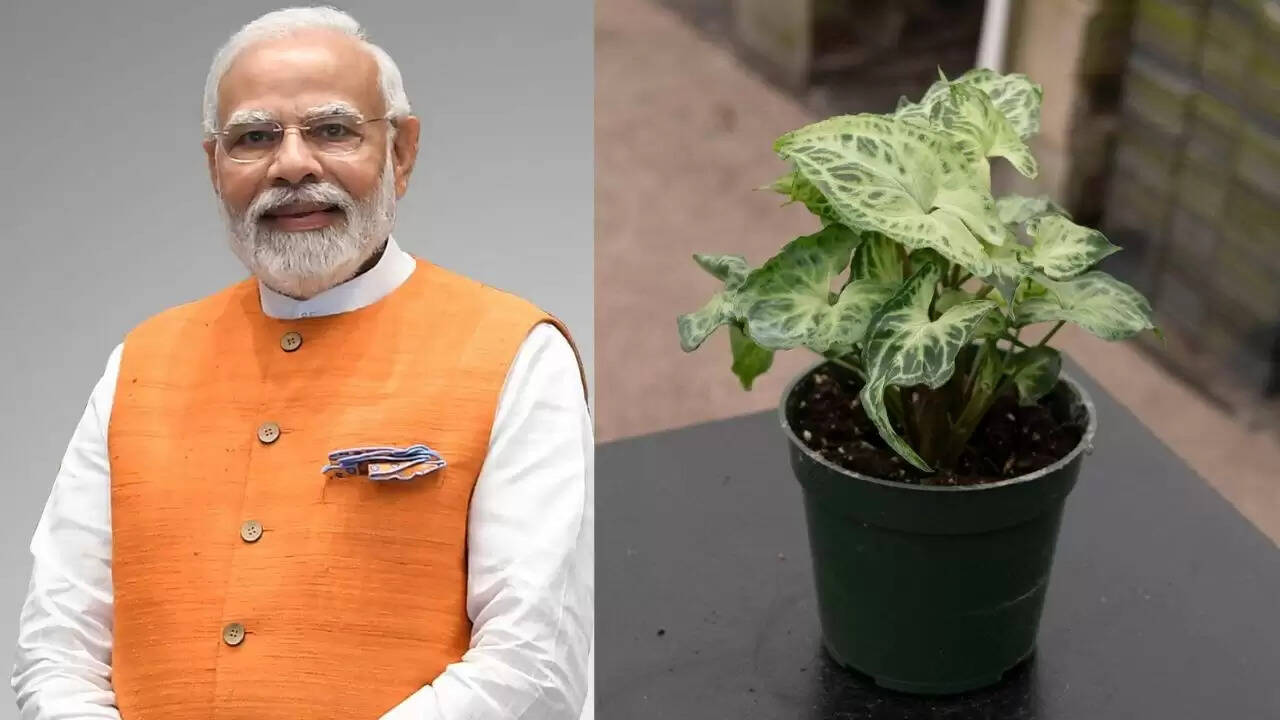 ओडिशा में पीएम मोदी के जन्मदिन पर 75 लाख पौधों का रोपण