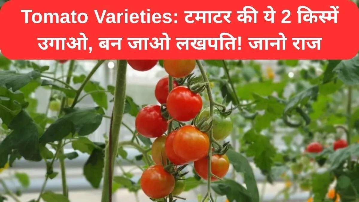 उच्च उपज देने वाली टमाटर की किस्में: किसानों के लिए लाभकारी विकल्प