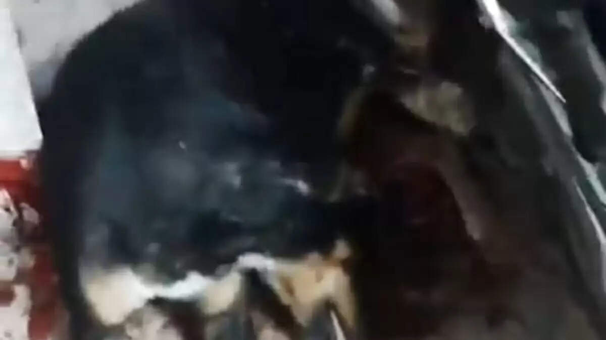 ग्रेटर नोएडा में डॉगी की हत्या का मामला, लोगों में आक्रोश