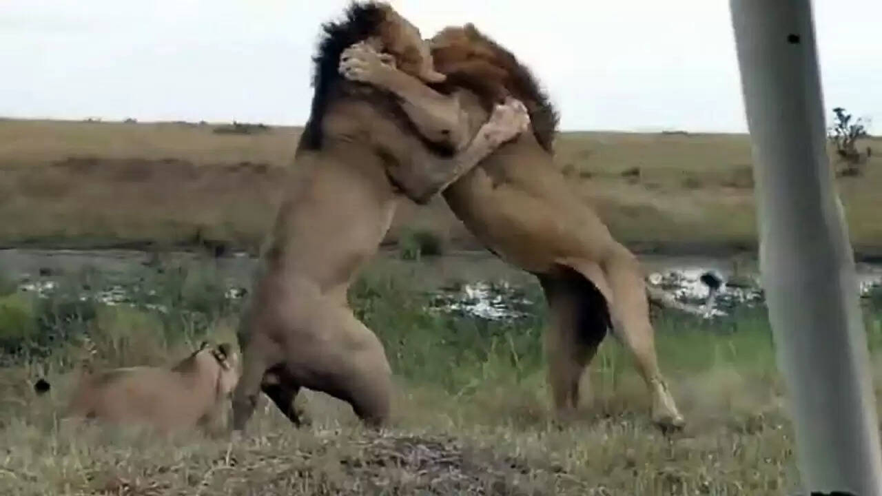 गिर जंगल में शेरों की रोमांचक लड़ाई का वीडियो हुआ वायरल
