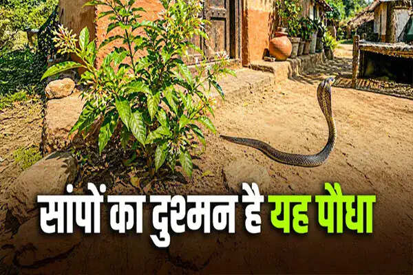गर्मी में सांपों से सुरक्षा के लिए सर्पगंधा पौधे के लाभ