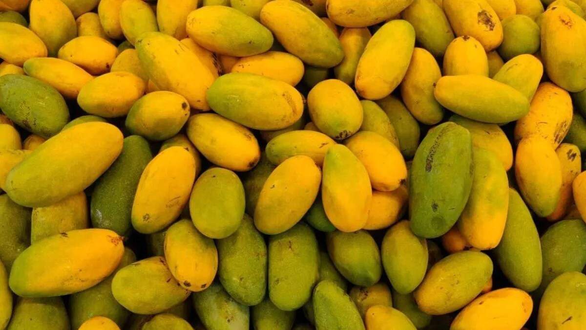 दशहरी आम की पहचान: असली और नकली में अंतर कैसे करें