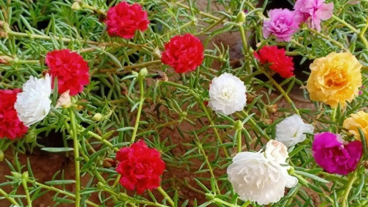 नौबजिया पौधा: घर की सजावट और सकारात्मक ऊर्जा का अद्भुत स्रोत