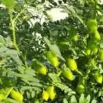 चने की खेती: सही किस्म और बुवाई का समय जानें