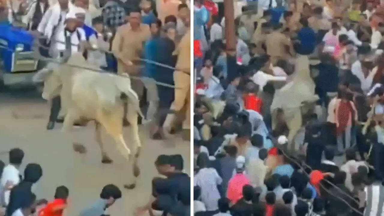 संभल में चेहल्लुम जुलूस के दौरान सांड का हमला, कई घायल