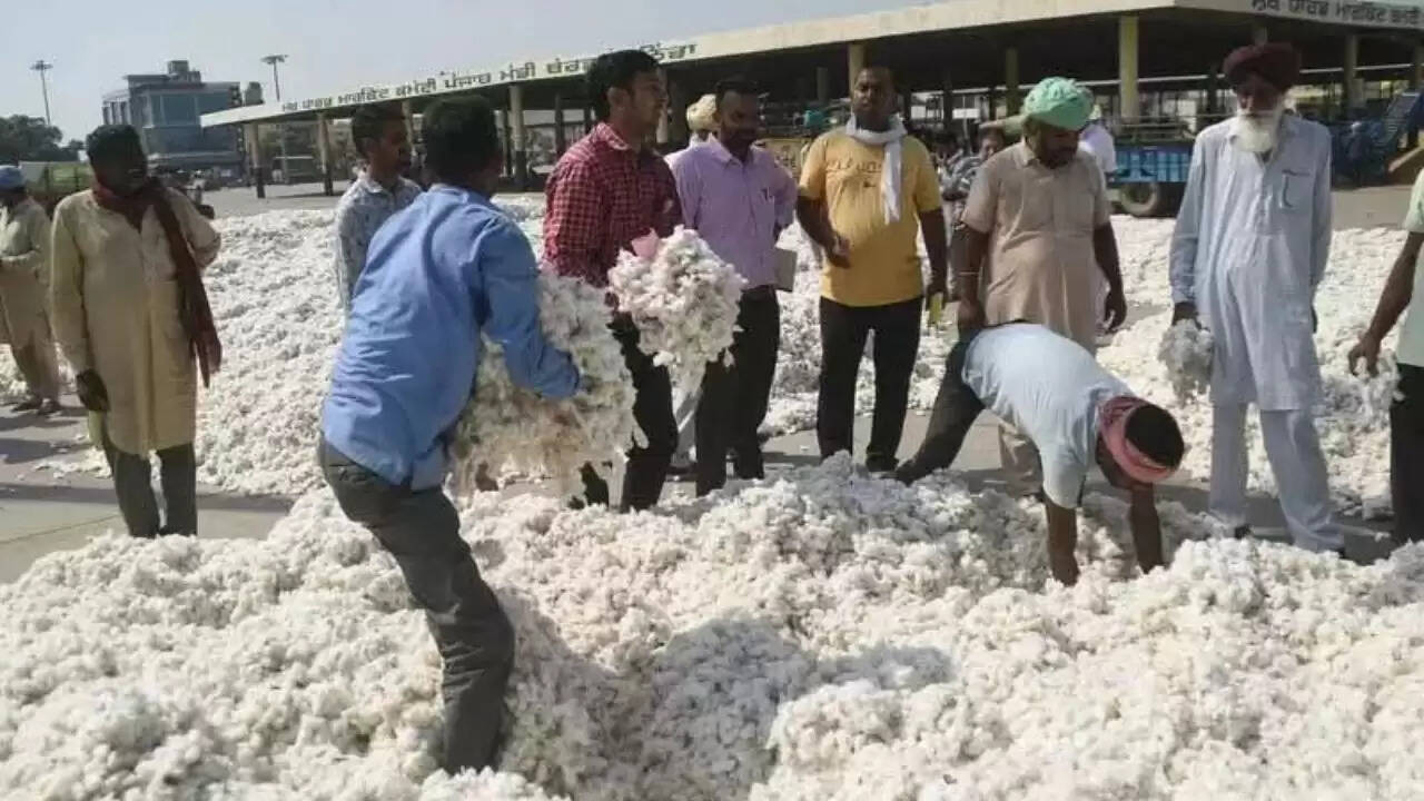 पंजाब सरकार ने किसानों के लिए कपास की कीमतों में सुधार किया