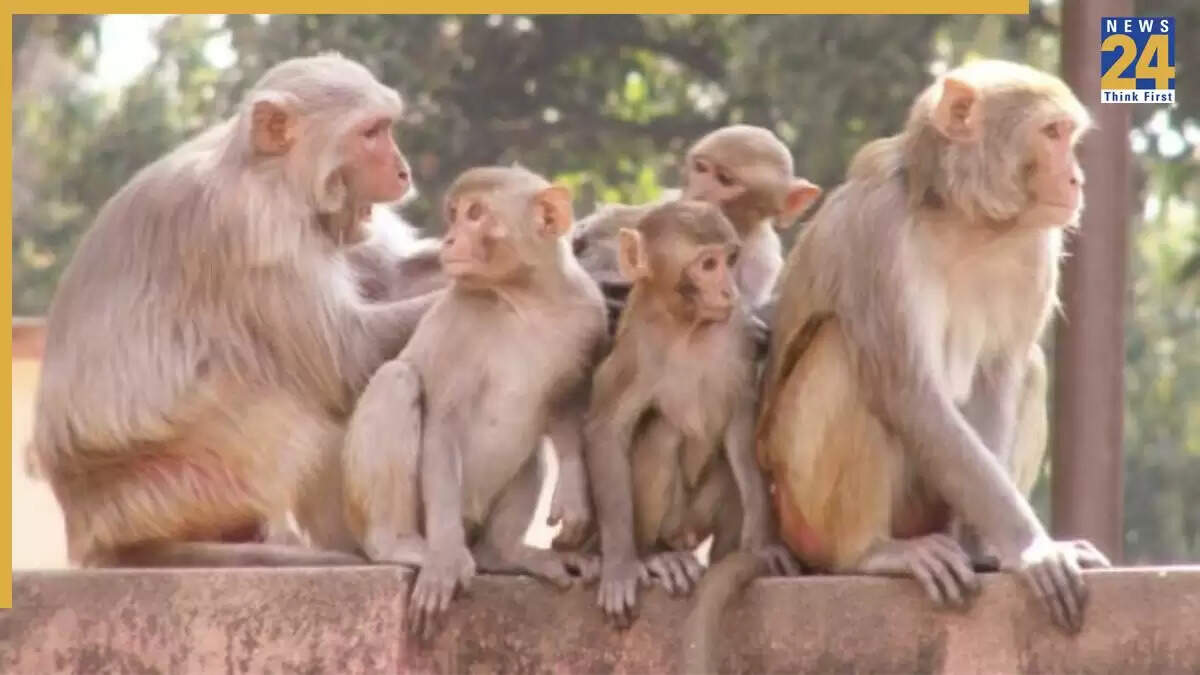 सीतापुर में बंदरों ने नवजात को उठाया, दुखद घटना