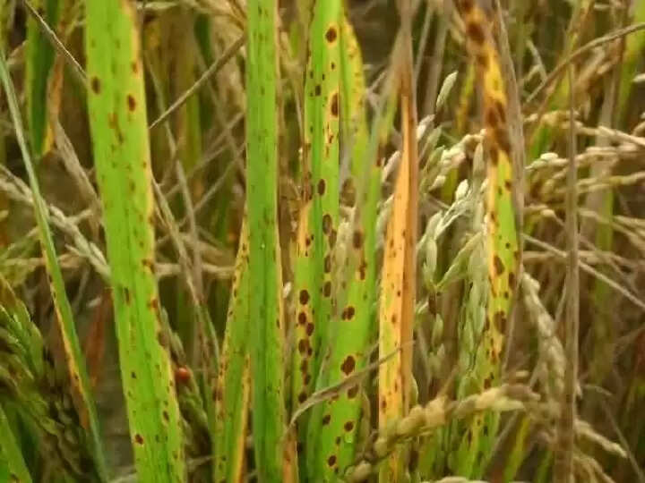 धान की फसल को खैरा रोग से बचाने के लिए करें जिंक का प्रयोग :डाॅ आशीष राय