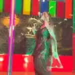 सपना चौधरी का डांस: स्टेज पर मचाया तूफान, भीड़ हुई बेकाबू