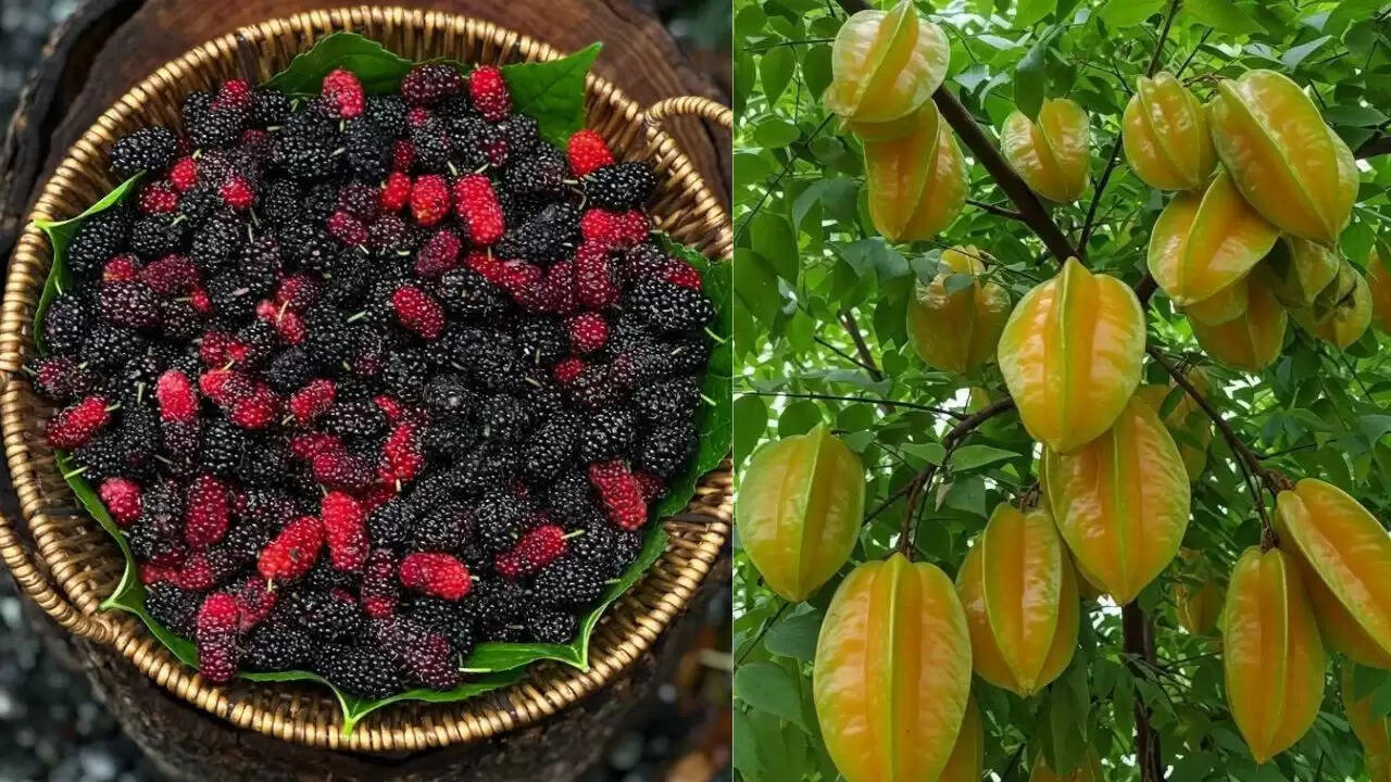 नेपाल के दुर्लभ फलों का अनमोल खजाना