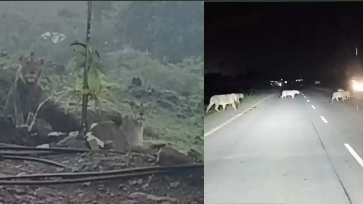 गुजरात में बारिश का आनंद लेते शेरों के वायरल वीडियो