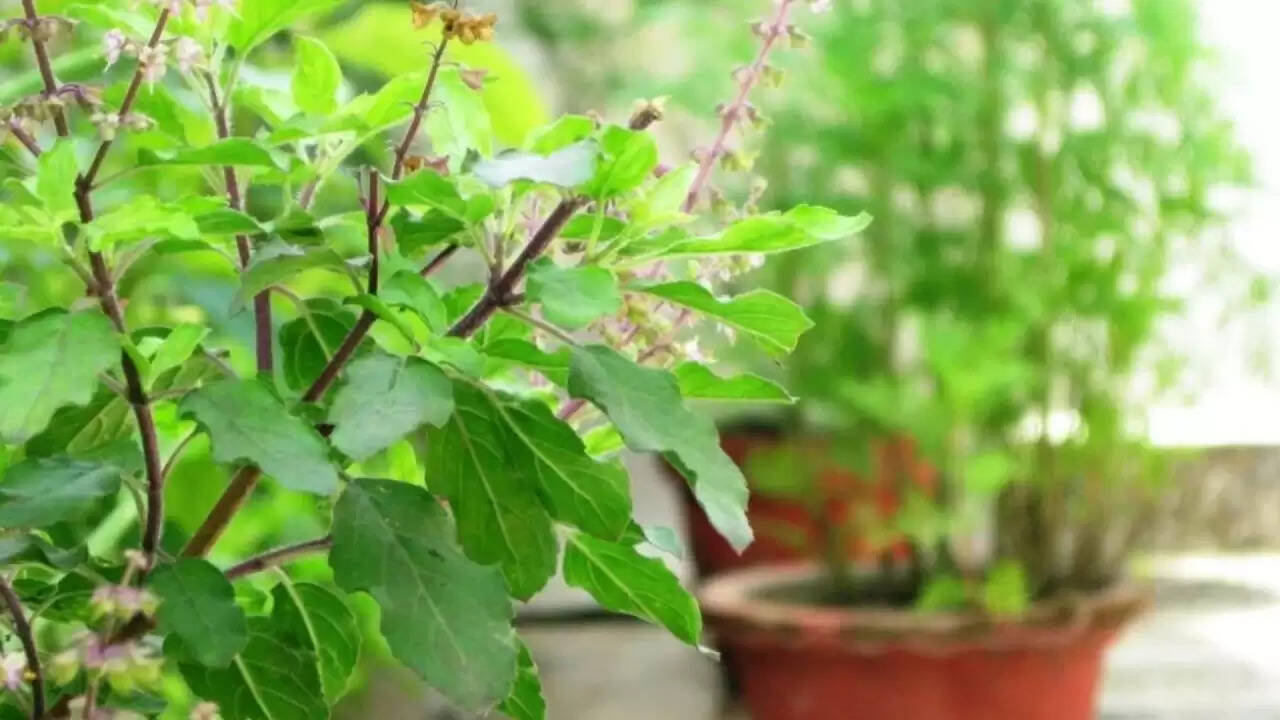 तुलसी के पौधे का महत्व: रामा तुलसी बनाम श्यामा तुलसी