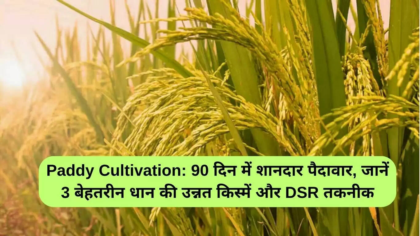 धान की खेती: 90 दिन में बेहतरीन उपज के लिए 3 उन्नत किस्में और DSR तकनीक