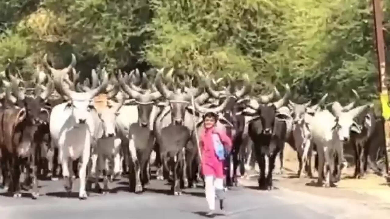 गुजरात का बालक: गायों का प्रिय, कलयुग का कन्हैया